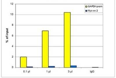 Chromatin Immunoprecipitation: Histone H3 [Trimethyl Lys4] Antibody [NBP2-59226] - ChIP assays were performed using human U2OS cells, the antibody against H3K4me3 and optimized PCR primer pairs for qPCR. ChIP was performed using sheared chromatin from 2 million cells and stringent washing conditions. A titration consisting of 0.1, 1 and 3 ul of antibody per ChIP experiment was analyzed. IgG (1 ug/IP) was used as a negative IP control. Quantitative PCR was performed with primers for the promoter of the constitutively expressed GAPDH gene and for myoglobin exon 2. Figure shows the recovery, expressed as a % of input (the relative amount of immunoprecipitated DNA compared to input DNA after qPCR analysis). These results are in accordance with the observation that trimethylation of K4 at histone H3 is associated with the promoters of active genes.
